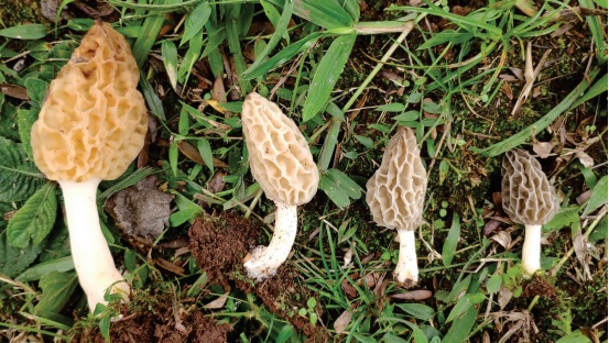 Hongos en Misiones | “En el otoño-invierno es cuando más abundancia tenemos” 4 Hongo Comestible Foto IMiBio - 3