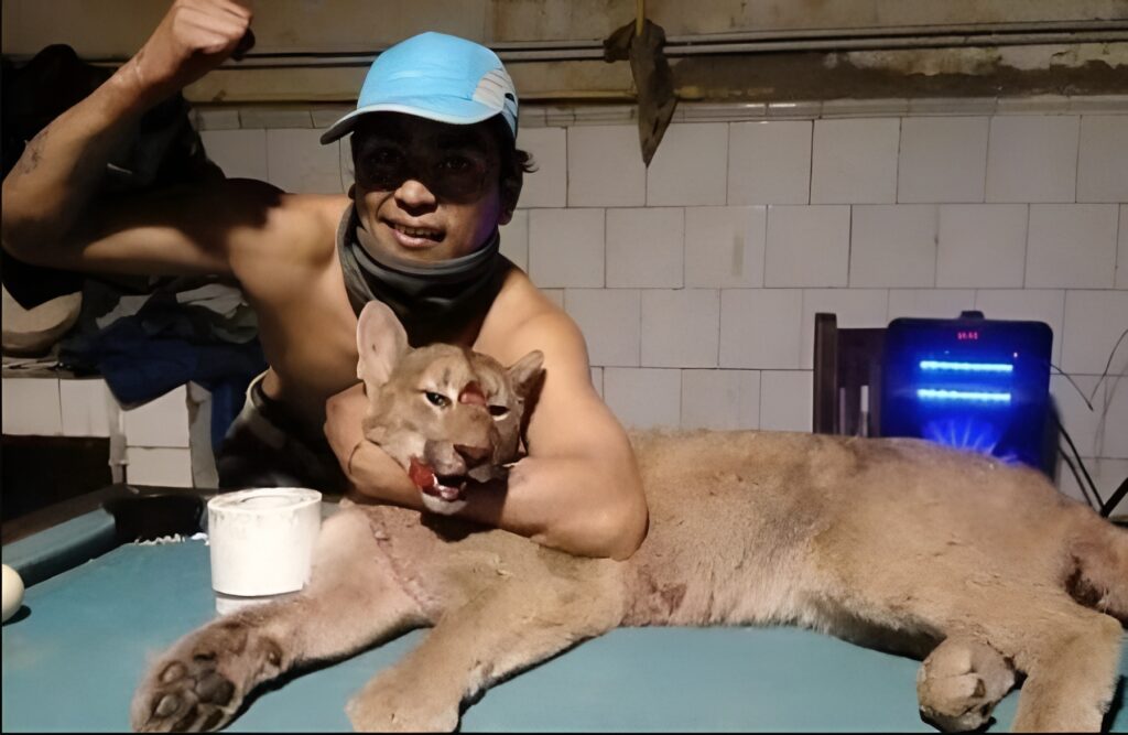 Matador de puma - 7