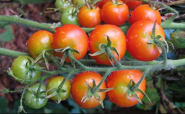 Tomate virus rugoso - 2