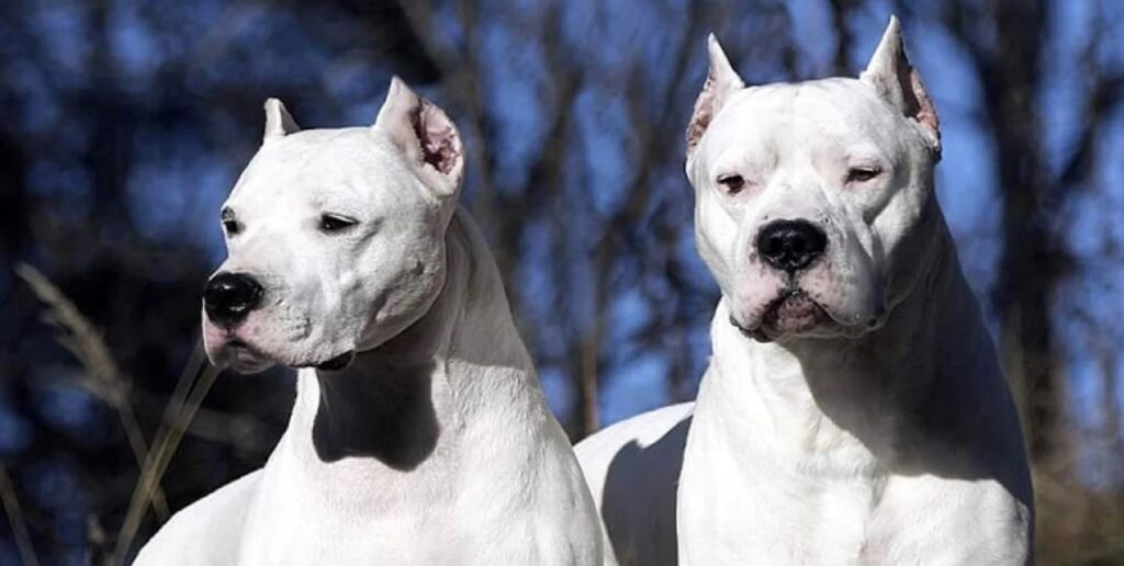 dogos - 3