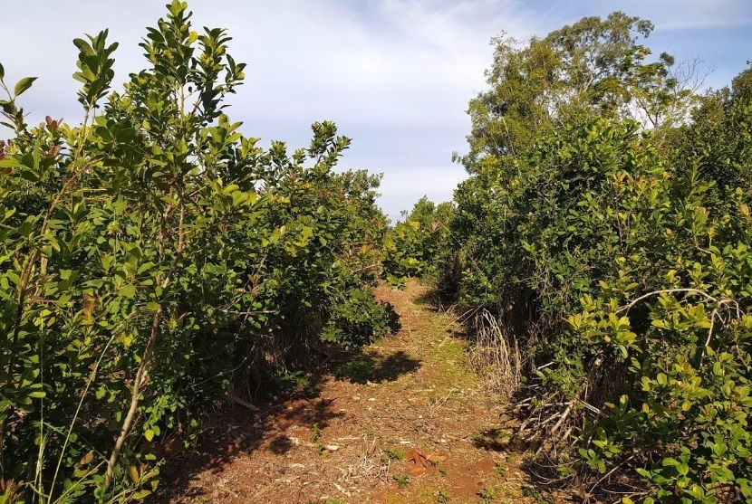 yerbales - 6