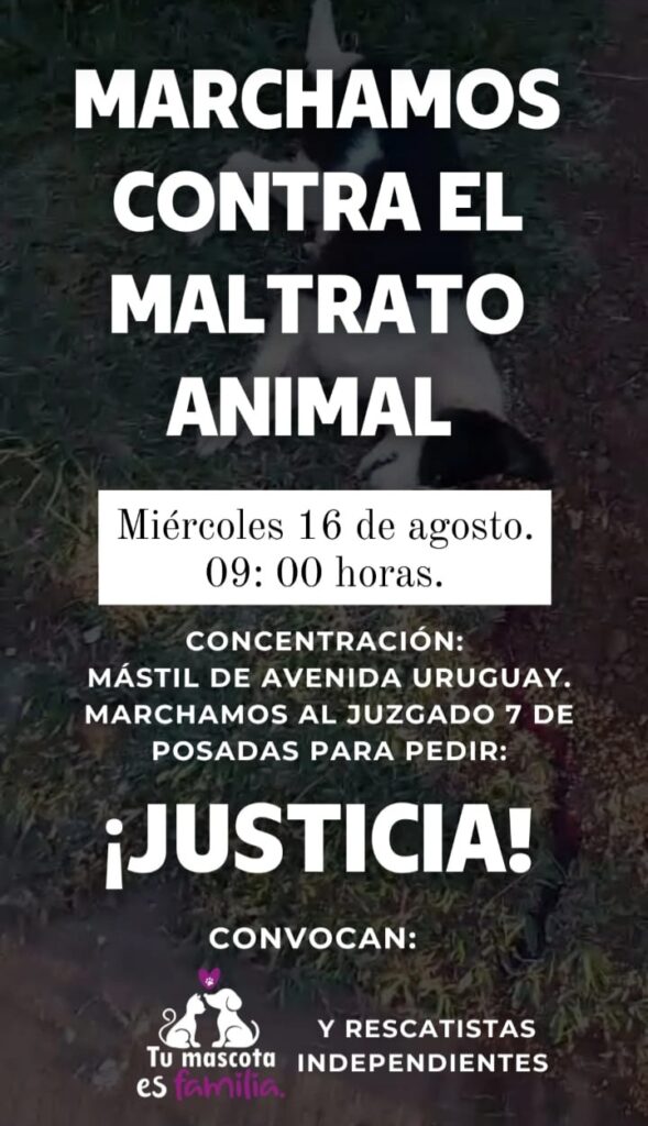 Posadas | Rescatistas convocan a una marcha contra el maltrato animal 4 Screenshot 20230814 214251 WhatsApp - 3