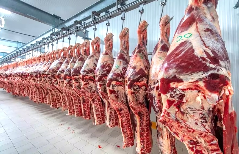 carne 2 - 5