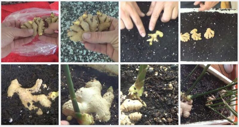 Jengibre | Paso por paso como hacer para que crezca en la maceta de tu casa 5 Captura 1 - 4