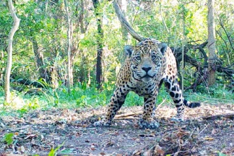 Argentina actualiza lista de especies en riesgo, el yaguareté, el aguará guazú y el carayá rojo en estado crítico 13 El Yaguarete en - 12