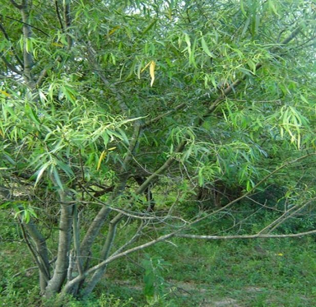 Investigan el uso de plantas autóctonas del Iberá para tratar distintas enfermedades 1703775632461 - 3