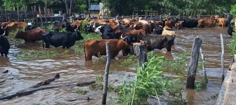 Las continuas precipitaciones afectaron al 30% de la producción anual de Corrientes 222132w850h3 - 3