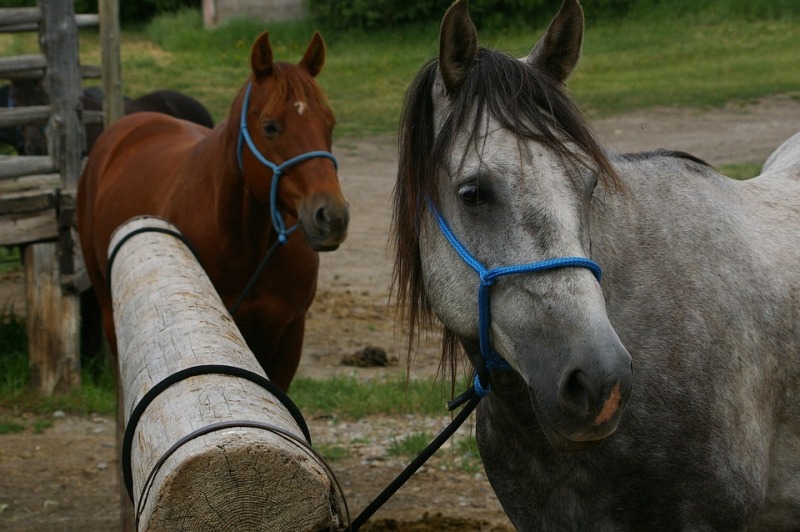 Misiones | Inicia campaña de vacunación ante amenaza de encefalomielitis equina 2encefalitis equina - 2