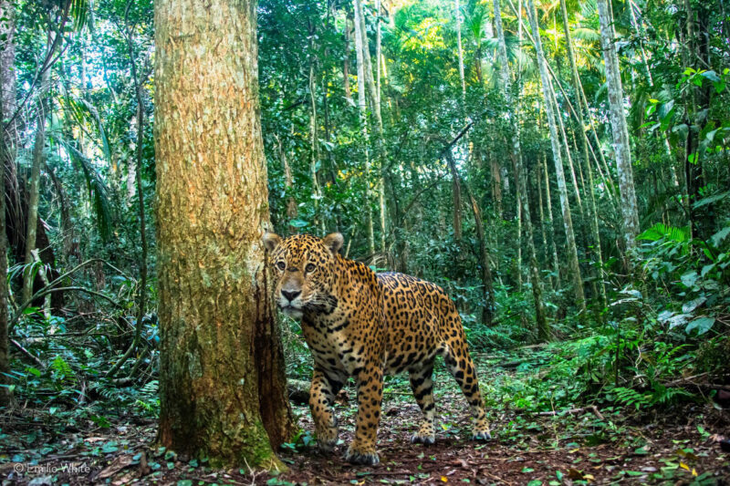Corrientes | Encontraron un yaguareté silvestre en el Parque Iberá 572379 - 2
