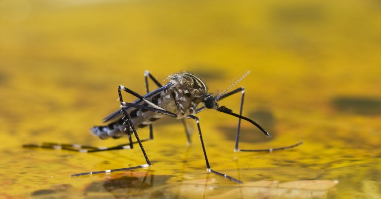 Alerta por brotes de Fiebre Amarilla | Qué tener en cuenta al viajar a lugares de riesgo 60797 228 - 3