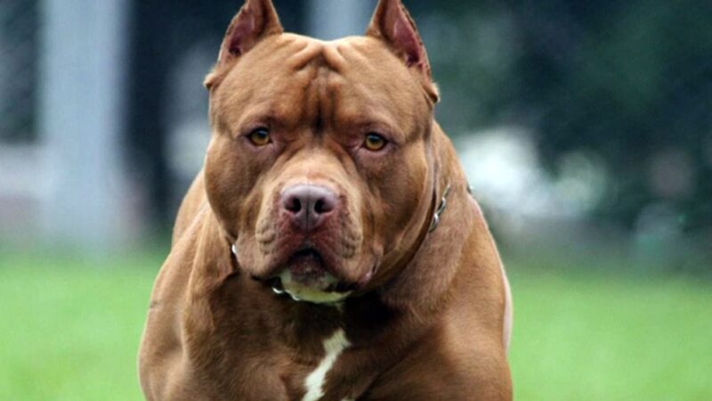Niña de 9 años lucha por su vida tras ser atacada brutalmente por el pitbull de un vecino 60d084bdd6306 120 - 3