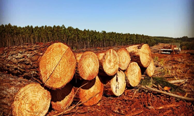 De un forestal a Milei: “Podemos traer los dólares que hacen falta, sólo pedimos que nos libere la pista para despegar” 3 CosechaForestal Albura 3 750x450 1 - 2