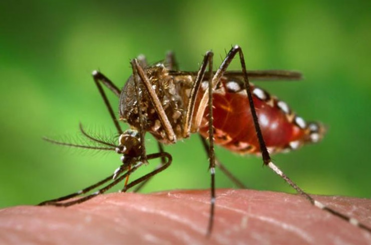 Dengue | Misiones, entre las provincias donde aumentaron los casos de dengue en más del 60 por ciento Dengue 5 - 5