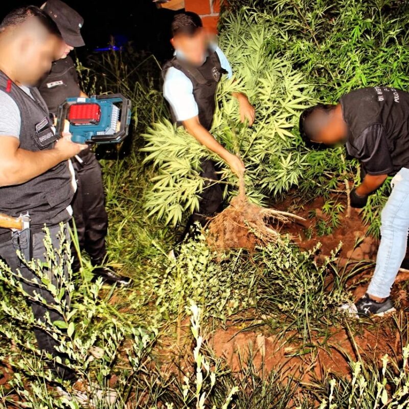 Can de la Policía detectó una plantación de marihuana en un predio privado de San Pedro IMG 20240114 WA0107 - 2