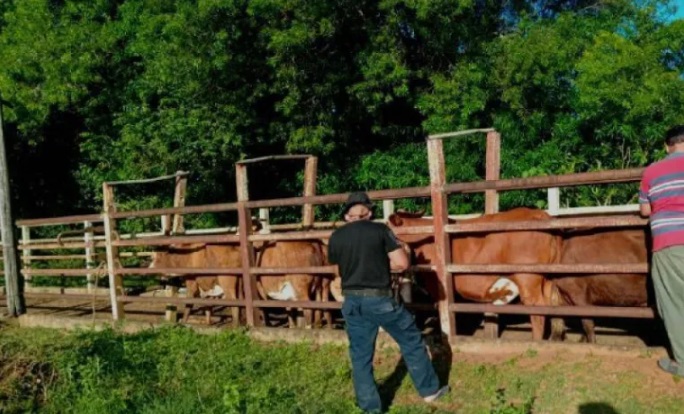 Querían trasladar vacas de forma ilegal a frigorífico misionero Vacas ilegales - 9