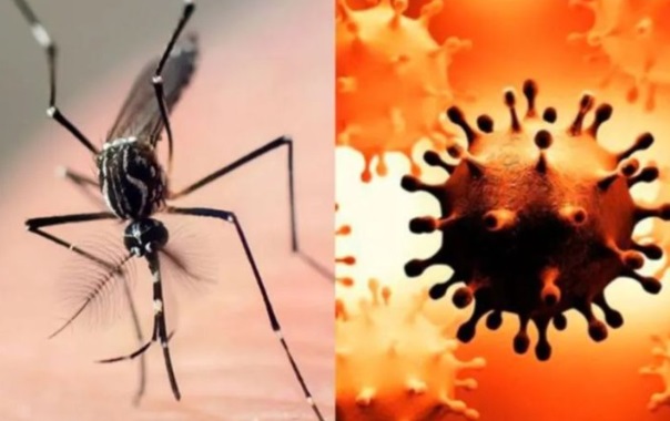 Dengue en Misiones | Murió una mujer de 63 años y siguen aumentando los contagios en el país dengue 3 - 7