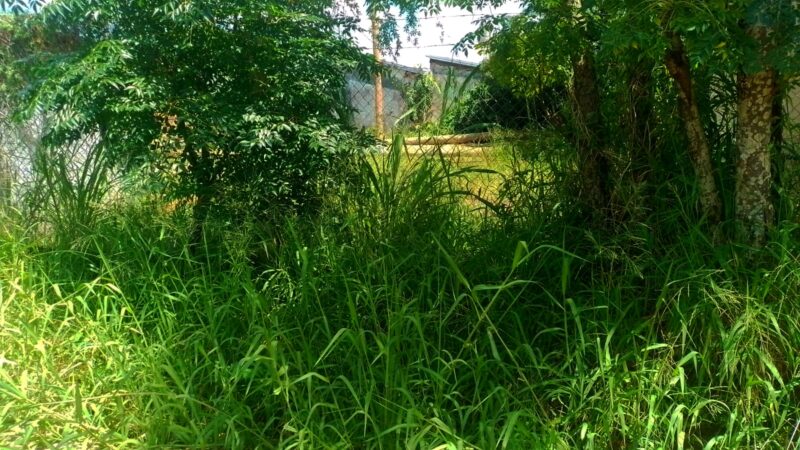 Posadas | “Si entran a Los Lapachitos y a Altos de Bella Vista, van a encontrar a todos con dengue y las autoridades no hacen nada” 3 dengue en Los Lapachitos 2 - 2