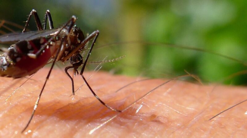Dengue en Posadas: el 70% de los criaderos de Aedes está en baldes, tachos, floreros y portamacetas 5 dengue mosquito aedes aegypti 1024x629 1 py3t4kwbvltqejuk1jviycj6ewb74e67fvasi1k02m - 4