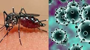 Decretan alerta en Paraguay por la circulación comunitaria de dengue y coronavirus descarga - 5