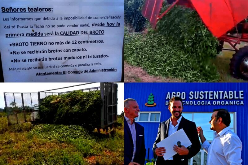 Dirigente rechaza la ley de bioinsumos | “Cómo vas a imponer a EEUU que te compre cultivos con un producto que ni siquiera lo tenés aprobado en tu país” destruccion de brotes de te a causa de la ley de bioinsumos promovida por el gobierno provincial agrosustentable 2 - 2