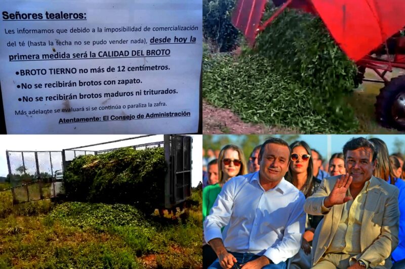 destruccion de brotes de te a causa de la ley de bioinsumos promovida por el gobierno provincial agrosustentable Rovira Herrera Ahuad - 1