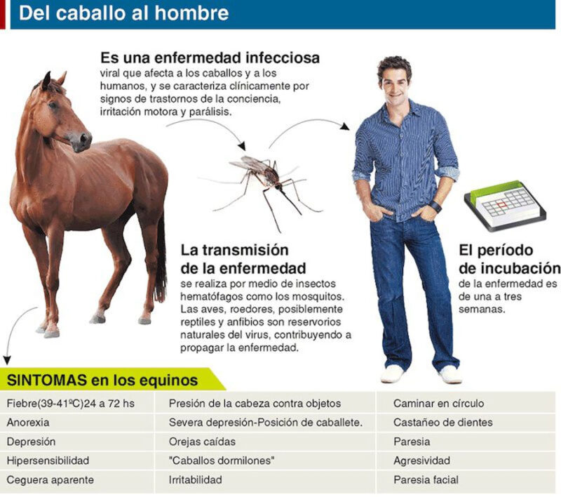 Encefalomielitis equina | Con 7 personas fallecidas, crece la preocupación por el aumento de casos 3 encefalomieltis equina - 2