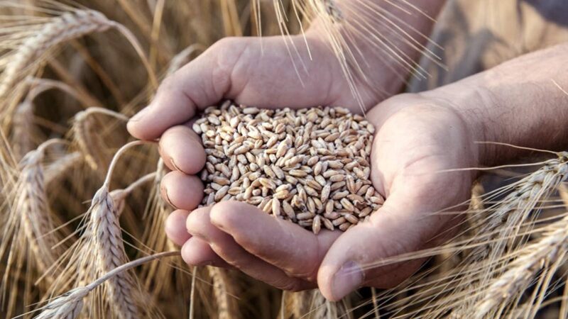 Por primera vez, el trigo argentino será exportado a China, informó el Gobierno f9baa8c8 ff1f 43ec 9a3f f60afa49811d 16 9 discover aspect ratio default 0 - 3