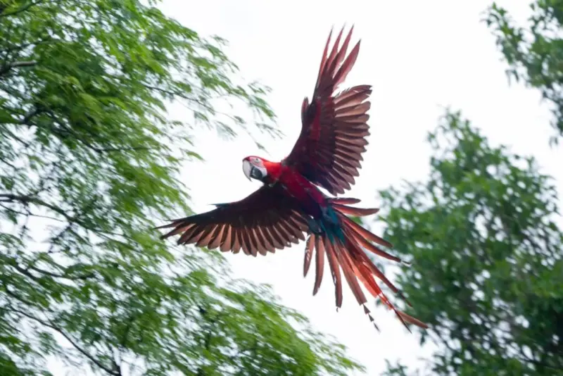 Corrientes | Liberaron cinco Guacamayos rojos en el Iberá guacamayo rojo 1024x683 1 - 11