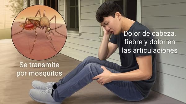Cinco enfermedades tropicales con consecuencias devastadoras sobre las que advirtió la OMS y preocupan en la Argentina 7 image 3 58 - 6