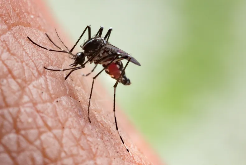 Alarmante aumento de casos de Dengue en Corrientes | Urgen medidas y colaboración ciudadana mosquito dengue - 6