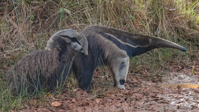 Nació un ejemplar de oso hormiguero gigante en el Parque Nacional Iberá 3 oso hormiguero ibera - 2