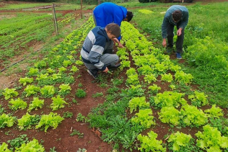 Escuelas EFA en Misiones, la oportunidad de acercar a las familias de las chacras a la escolarización 3 EFA3 - 2