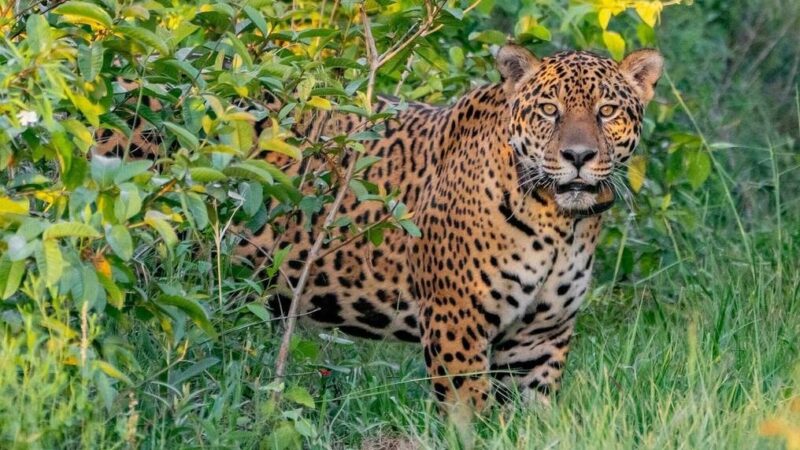 Corrientes | La Fundación Rewilding Argentina continúa con trabajos de restauración y redistribución de la biodiversidad, en medio de la ausencia de un responsable de Parques Nacionales WhatsApp Image 2024 03 11 at 11.09.49 AM - 1
