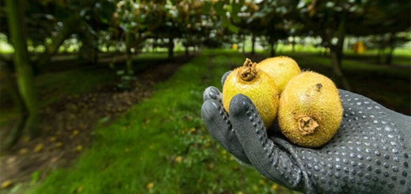 Kiwis de Nueva Zelanda