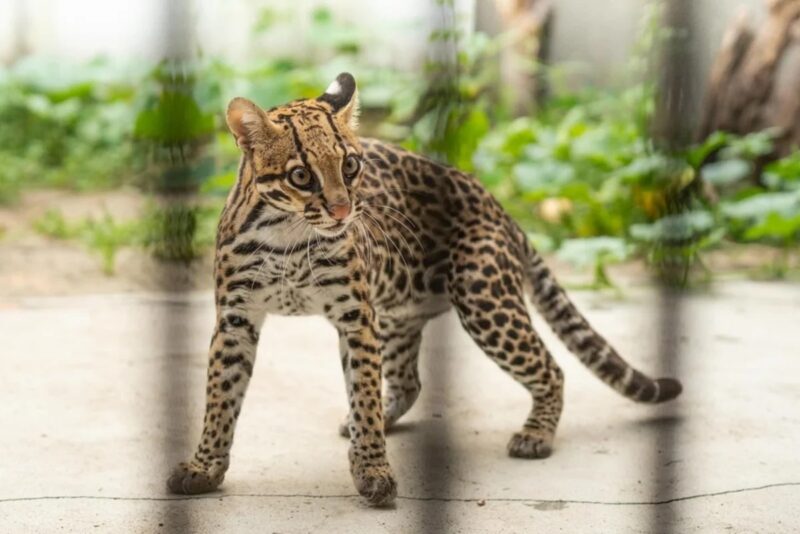 De Paraguay al Iberá | Lila, la ocelote que llegó para recuperar la especie, fue liberada 2 WhatsApp Image 2024 03 18 at 08.39.16 - 1