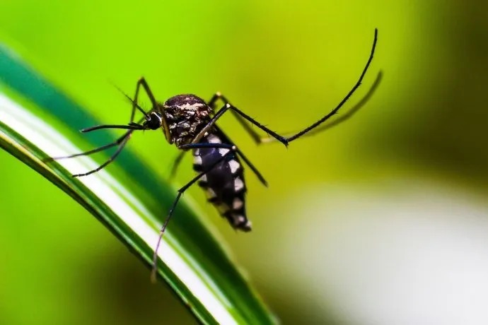 Brasil | Foz de Iguazú aplicará multas a quienes tengan criaderos de mosquitos ante la epidemia de dengue dengue