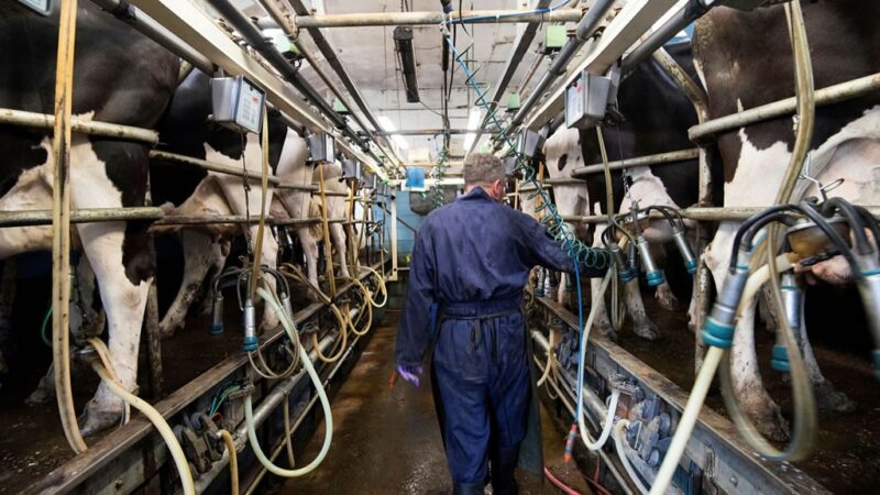 La actualidad del sector tambero en el país | “Hubo una dinámica de complicaciones y desinterés que nos afectó desde hace ya varios años” sector tambero