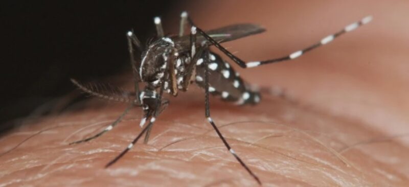 Dengue en Argentina | Histórico brote en todo el país y mas de 180 mil personas fueron diagnosticadas con la enfermedad dengue 1 2 - 2