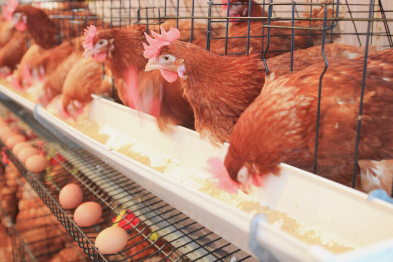 Semana Santa | Alta demanda de huevos en el mercado misionero y sostienen que “la docena se consigue desde $1700” 4 gallinas ponedoras scaled 1 - 3