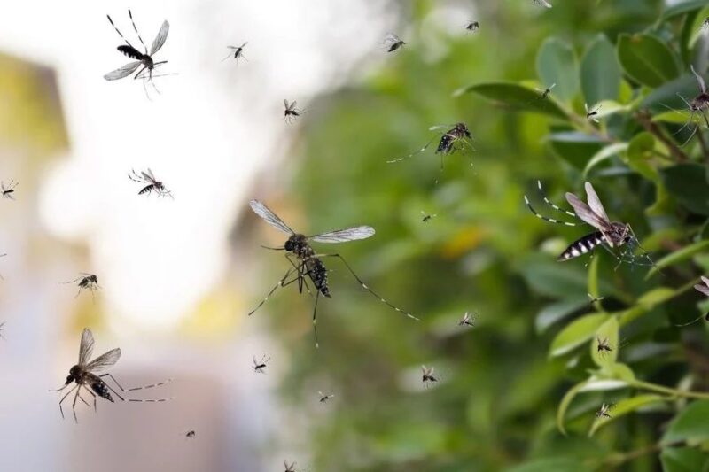Dengue | Boletín epidemiológico revela cifras alarmantes de la epidemia en Argentina 6 image 76 - 5