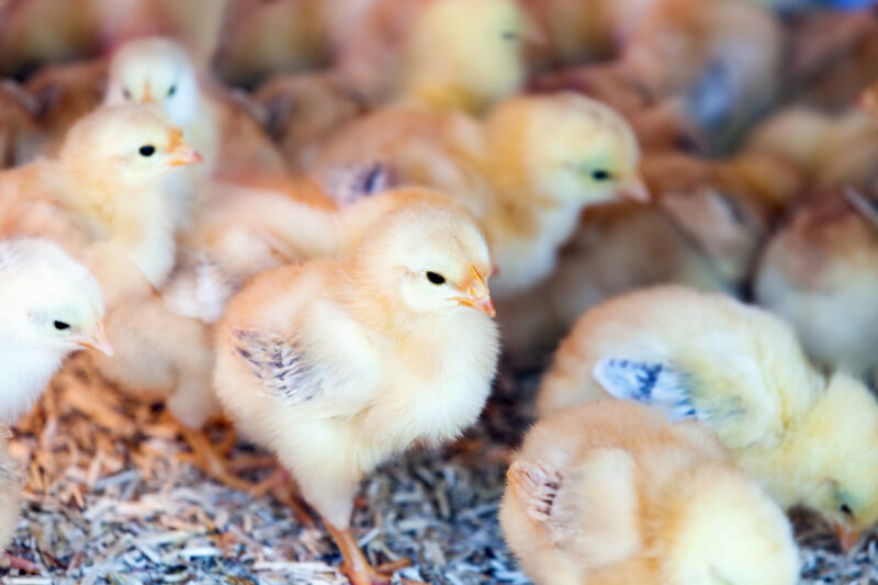 little chicks farm 1 - 3