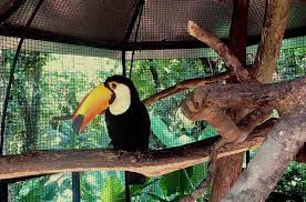Oberá | Reinauguraron el Jardín de los Pájaros, con una impronta de cuidado ambiental 7 pajaros6 - 6