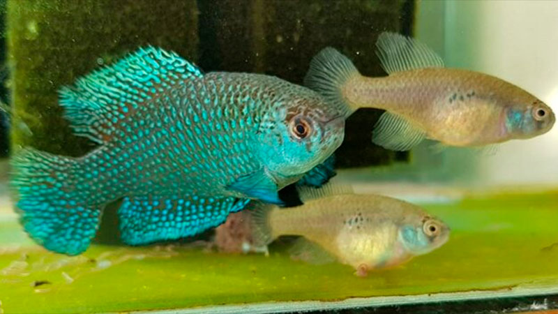 Misiones | Investigador se refirió a una especie de pez que habita en charcos de lluvia en Puerto Península y fue descubierto años atrás 3 pez3 - 2