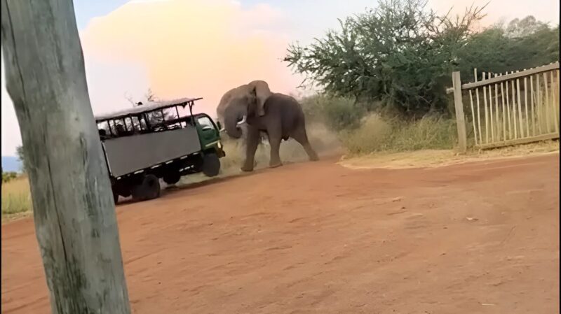 Sudáfrica | Un gran elefante macho levantó un camión de safari causando pánico entre un grupo de turistas snapedit 1711104914959 - 6