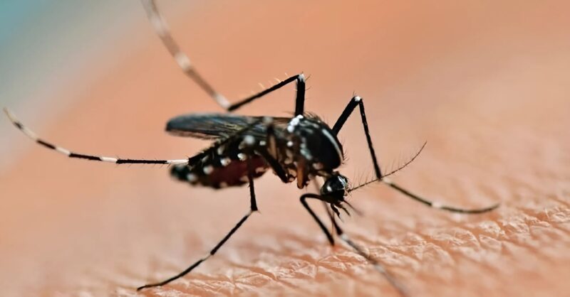 Dengue | Boletín epidemiológico revela cifras alarmantes de la epidemia en Argentina snapedit 1711379681339 - 2