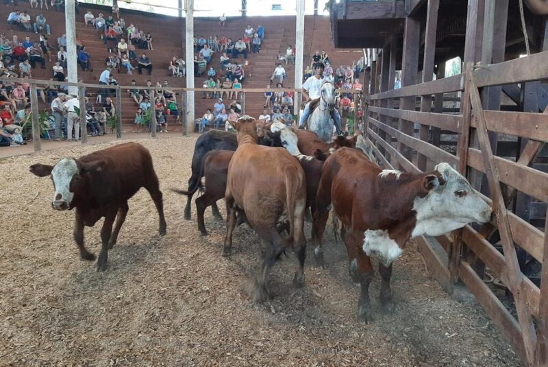 Montecarlo será sede de la 26° Fiesta Provincial del Ternero con altas expectativas de participación 2 La Fiesta Provincial del Ternero celebra su 26° edición en Montecarlo
