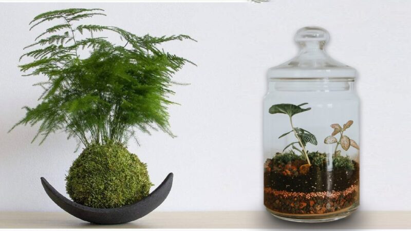 Kokedamas y terrarios, las joyas de la jardinería para interiores Kokedamas y Terrarios