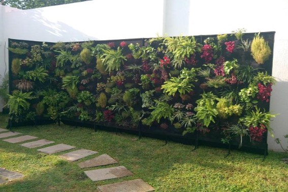 Paredes “naturadas” | El INTA dio claves para armar jardines y huertas verticales en muros de casas y edificios Diapositiva14 - 5