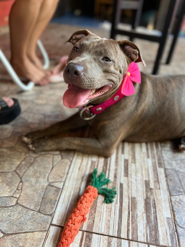 Día del Animal | Perros y gatos relajan la angustia, reducen la percepción del dolor físico y emocional y desarrollan las capacidades cognitivas 37 IMG 20240429 WA0153 - 36