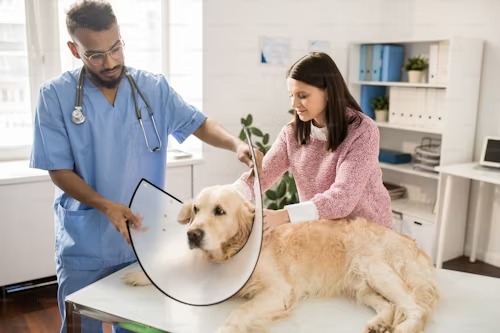 Día del Veterinario